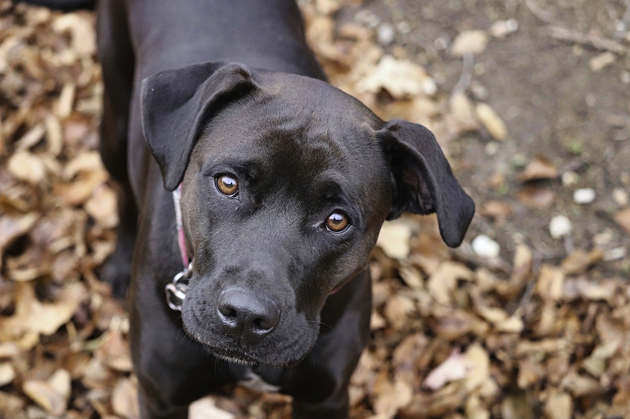 boxer, dog, animal-8207572.jpg